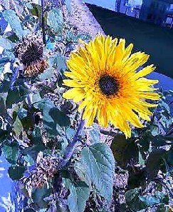 ホントはsunflower・・・・あんまり変なので、スペルを素直に書きたくないような気になってしまう・・・